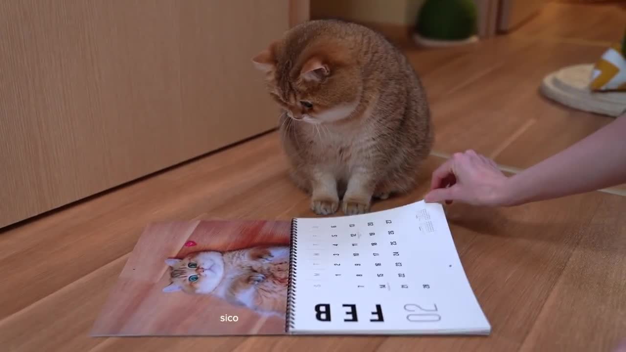 Hosico Calendar 2021!