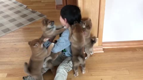 Cute Puppy Playing With Little Boy 🤯