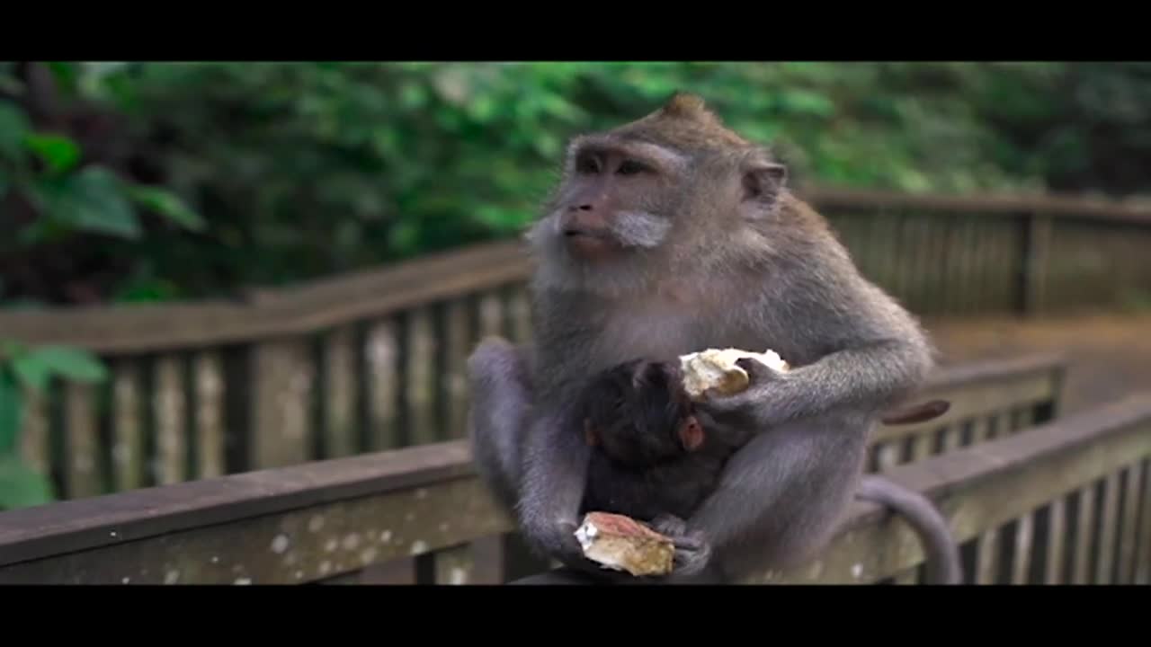 Mother monkey Eating Food