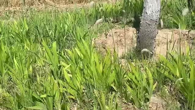 green plants on the reed