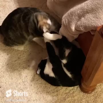 Cats teach us how to deal with adulting