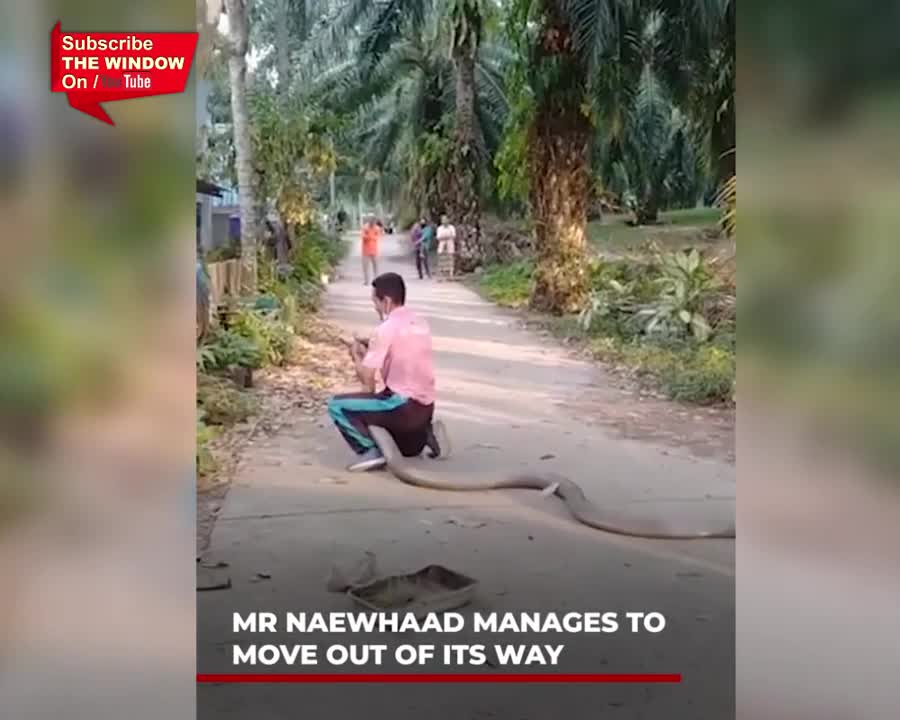 Thailand's worker catching a huge king cobra with his bare hands