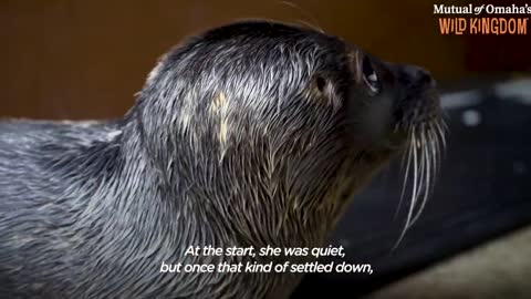 Orphaned Baby Seal Barks At Anyone Who Tries To Clean Her Bathtub | The Dodo Saving The Wild