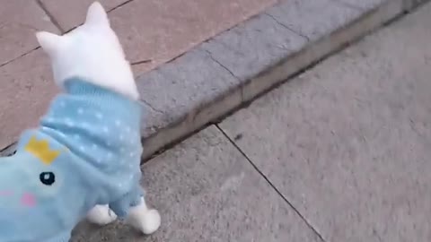 FUNNY CAT