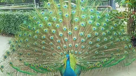 Peacock is so beautiful..