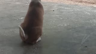 Little Pup Is All Bark