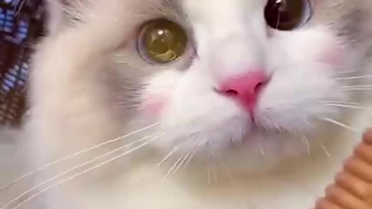 Aww Cute Cats Videos #catmeow​ Funny Animals Compilation😹 Try Not To Laugh Challenge MV59 #shorts​