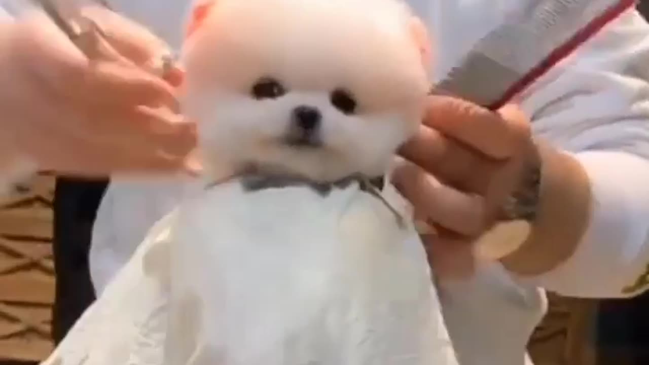 Dog Haircut Best!