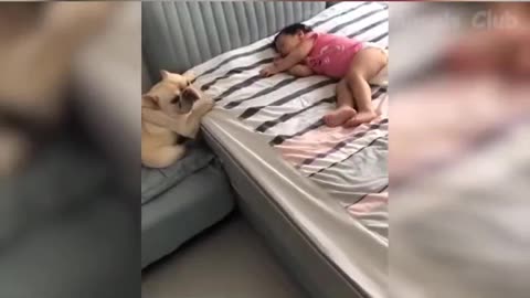Cats and dogs gone crazy