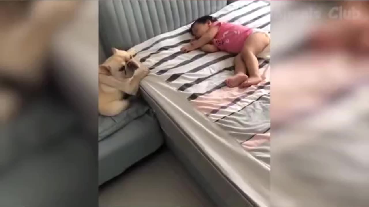 Cats and dogs gone crazy