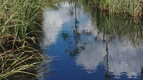 Another Florida swamp scene