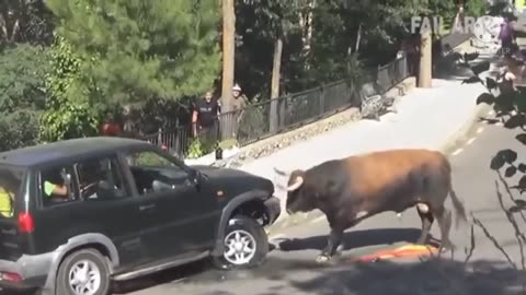 funny animal videos