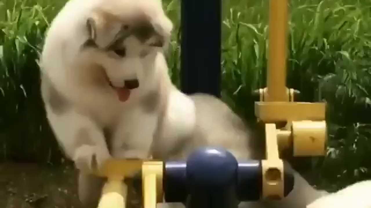 Rotate handle effort by two funny dogs