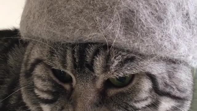 Ha ha, it's a hat made of his fur. Very suitable for him