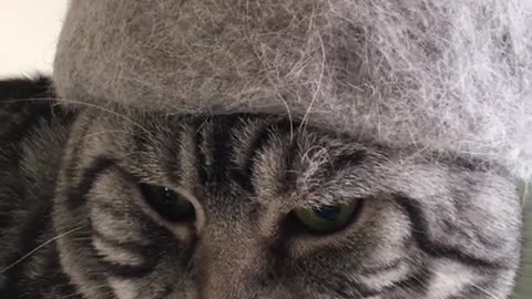 Ha ha, it's a hat made of his fur. Very suitable for him