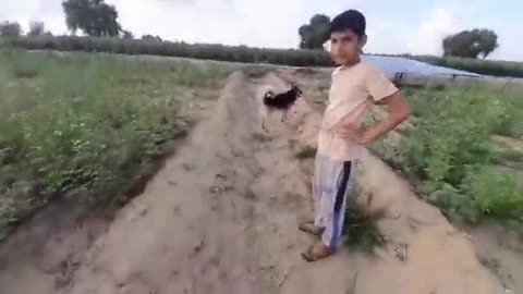 Dog Attacks on Mobile while Man tries to captures his video Awesome Video Animal Attack 2021