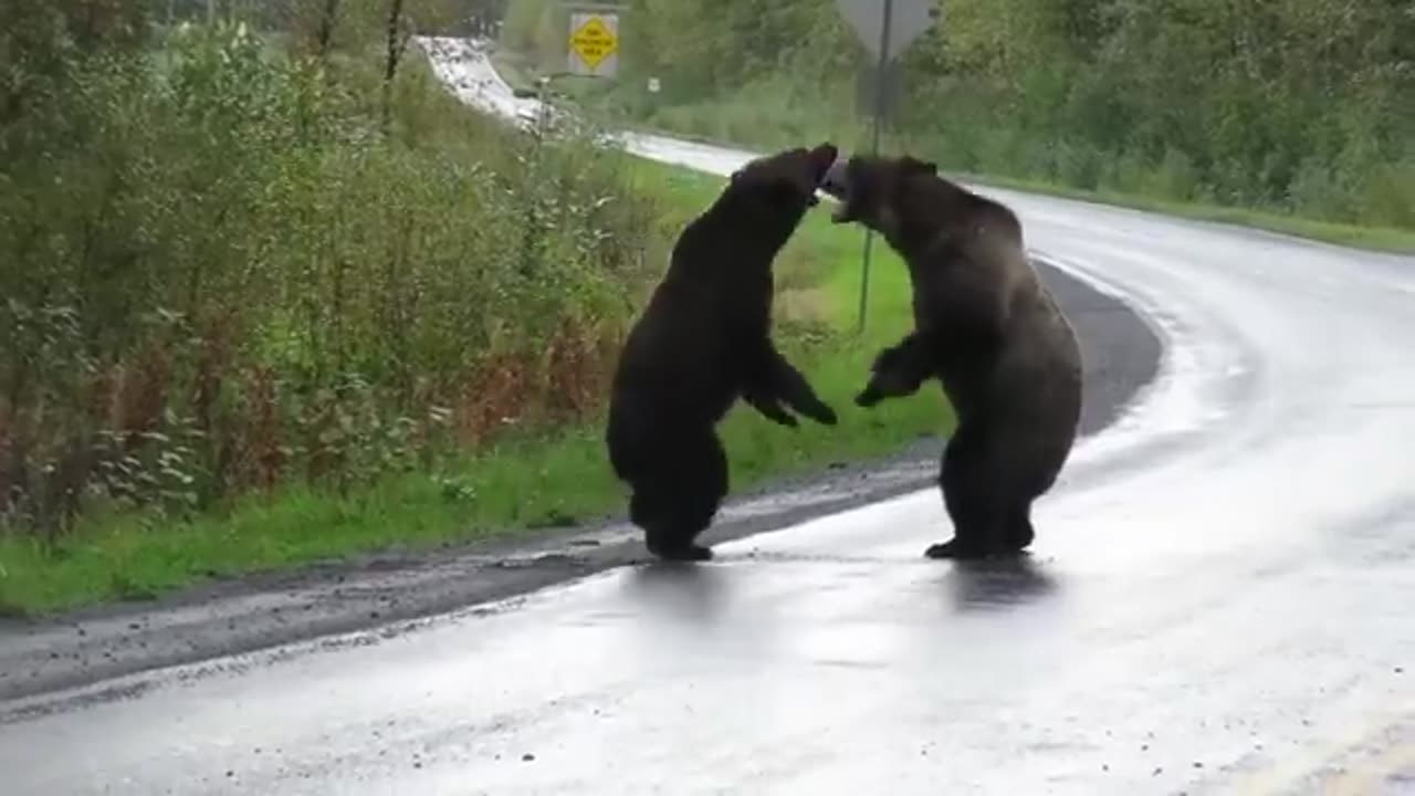 Bear fight#🐻🐻