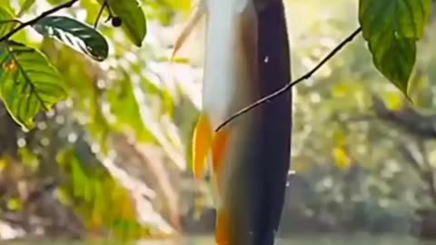 Fish jump.