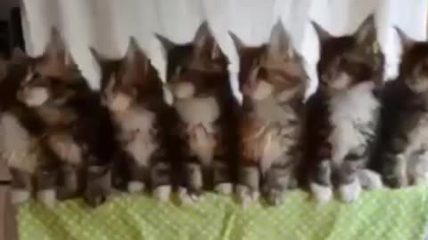 Cat Dance video vary funny and beautiful video