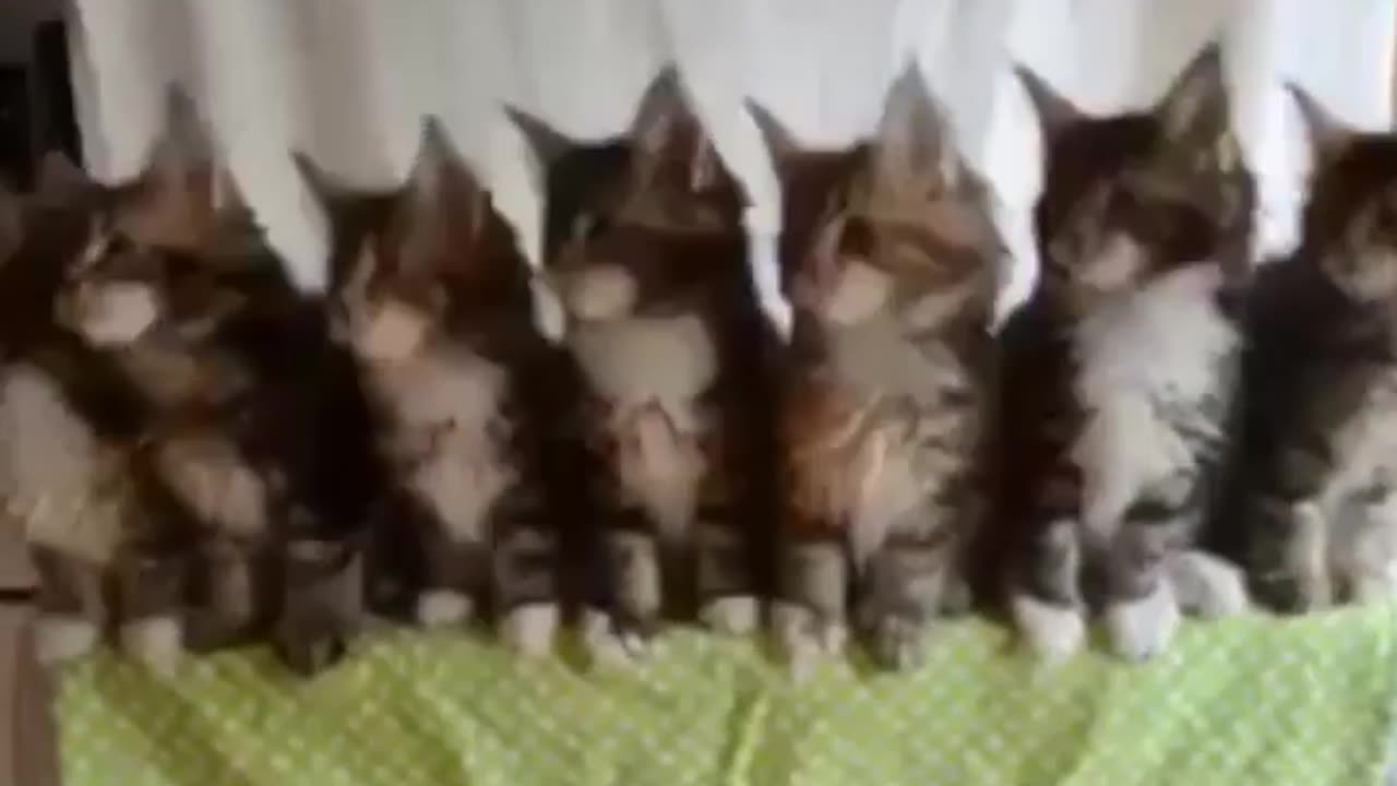 Cat Dance video vary funny and beautiful video