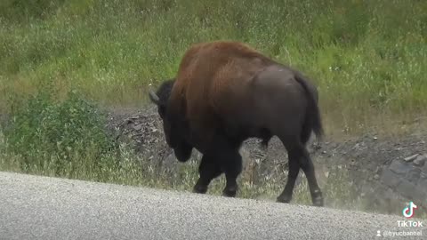 bull BISON