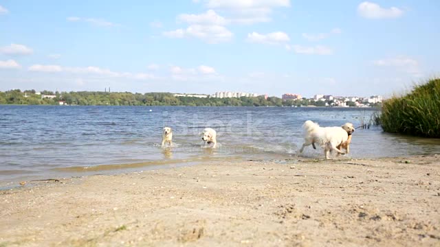 Playing and having fun with beautiful dogs on the beach