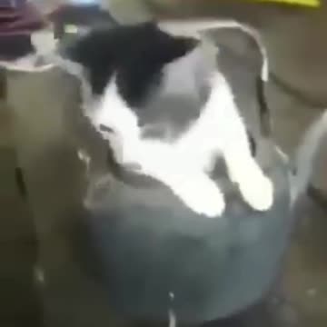 Cat genie appears if you rub the kettle 🤣🤣