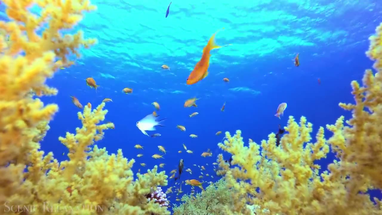 The Ocean 4K - Scenic Wildlife Film With Calming Music