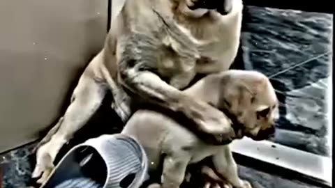 dog# mother love#short video #rumble podcast