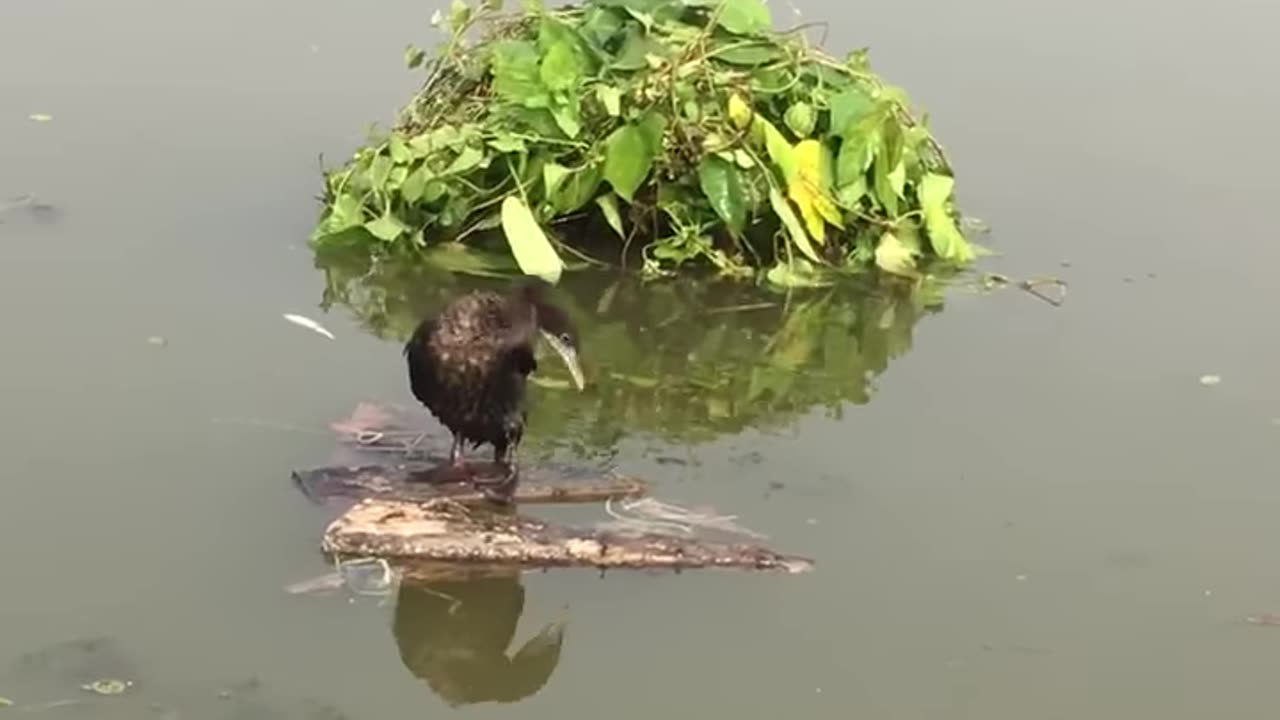 New technique of catching pankaori