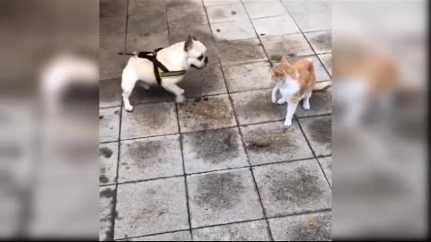 Dogs dancing