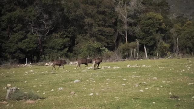 Animals that flee in fear of the enemy