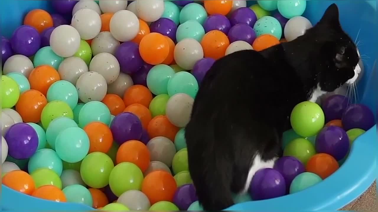 Happy National Cat Day! Cat plays in Ball Pit for the first time