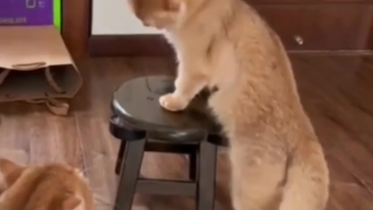 Funny Cats