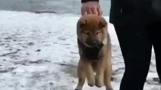 A dog that is picked up.