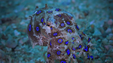 Blue ring octopus - Thailand Summer 2021