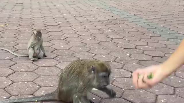 I GAVE FOOD TO 100 MONKEYS IN NEED!