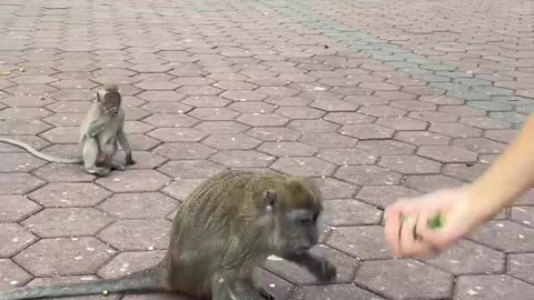 I GAVE FOOD TO 100 MONKEYS IN NEED!