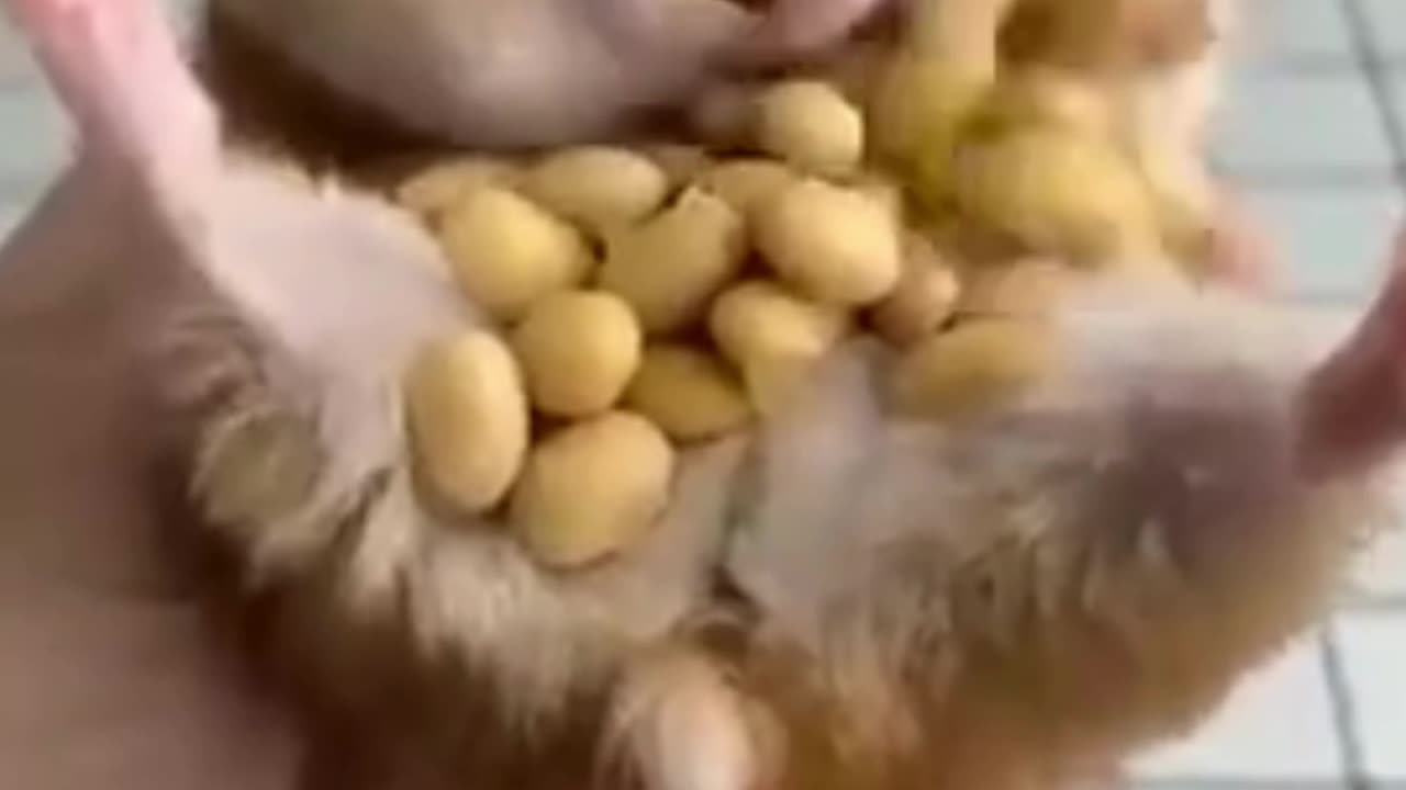 The Bean eating CHALLENGE: Expert Edition