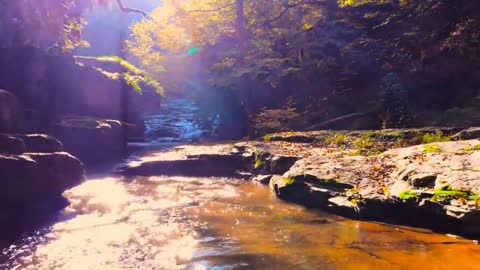 Enchanting Autumn Forests with Beautiful Piano Music