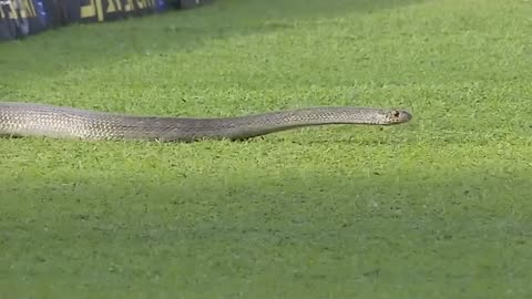 Snake entered in ground match stopped