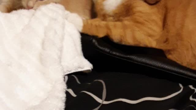 Bedtime for kitty