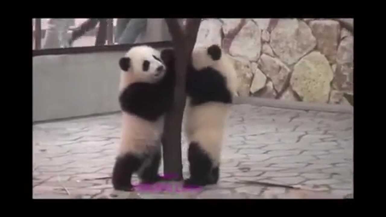 It's time to laugh, a funny moment of cute and adorable pandas.