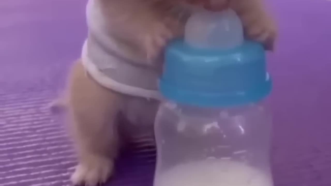 Cat drink milk 🍼