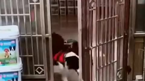 Funny Dog Videos Creative Commons