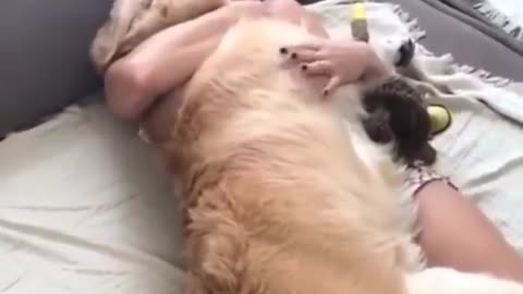 Cute Dogs getting hugs by their owner, funny dogs