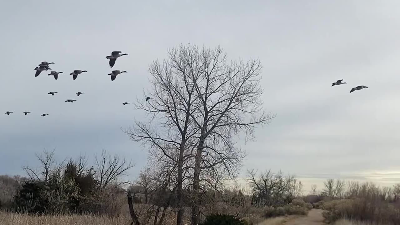 Incoming Geese