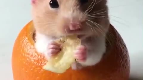 The hamster is eating.