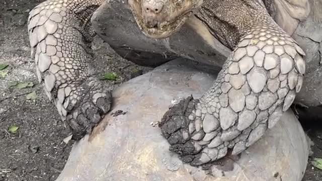 Turtles breeding and sound weird