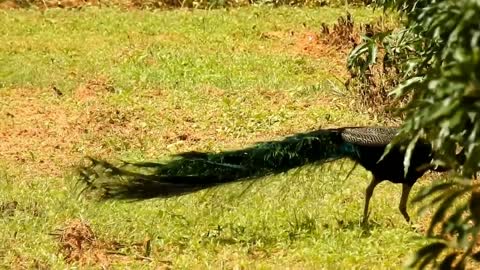 Peacock Dance and Sound